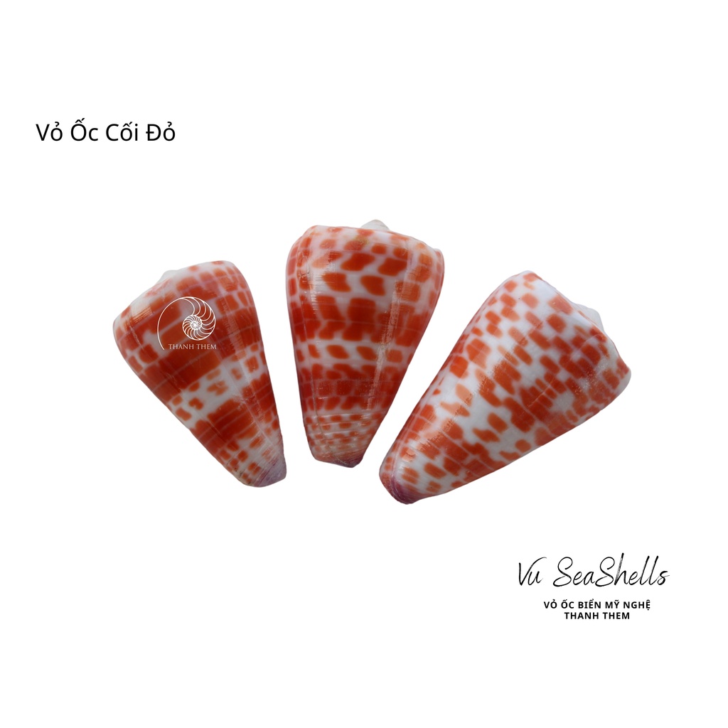 Vỏ Ốc Cối Nhỏ, Set 2 Vỏ Ốc Màu Đỏ Tự Nhiên