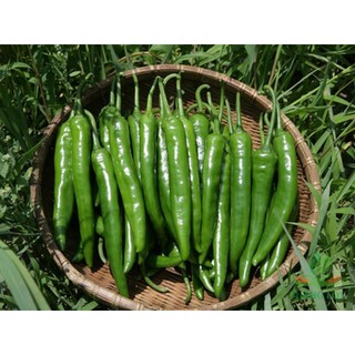 Ớt sừng xanh Hàn Quốc (200g)