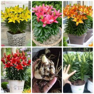 20 củ giống hoa ly lùn thơm đủ màu