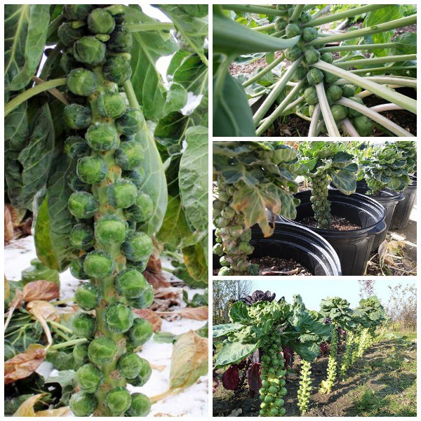 Hạt Giống Bắp Cải  JL5