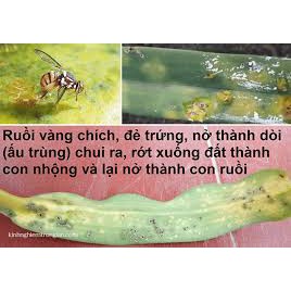 ( SIÊU HOT ) Chế phẩm chiết xuất từ thảo mộc TRIBI siêu xua đuổi, diệt ruồi vàng và sâu bọ gây hại 50ml / chai