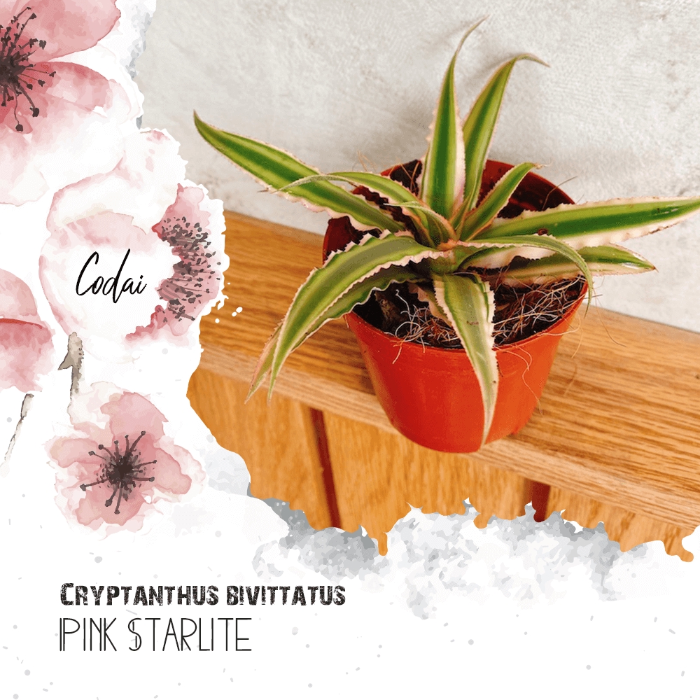 Cây Cryptanthus bivittatus Pink Starlite (Dứa cảnh, Nhung Diệp Tiểu Phụng) chậu nhựa