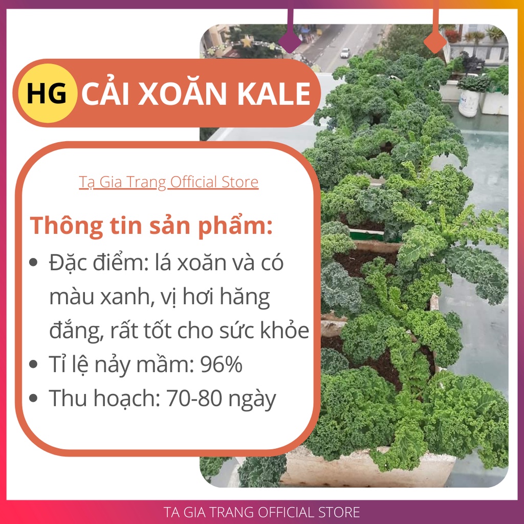 Hạt giống rau cải xoăn kale