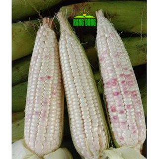 Bắp nếp dẻo