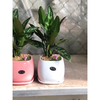 Chậu cây giữ tiền