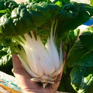 [Hạt giống Mỹ] Gói 50 hạt giống cải bẹ Delight - 1 trong những loại cải giòn và ngọt nhất