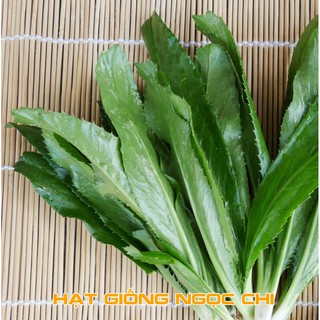 Hạt Giống Rau Ngò Gai (Mùi Tàu, Ngò Tây, Răng Cưa) - 2Gr