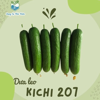 5 Hạt giống Dưa leo tự thụ trái chùm