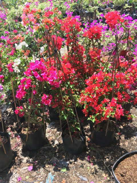 Bông giấy thái đỏ cam