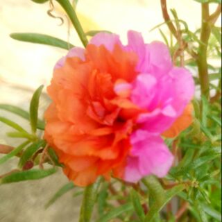 2 Cành Hoa Mười Giờ Thái Các Màu Mới ( 2tone, thái đơn, thái bán kép)