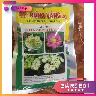 Hạt giống Sen Thái, Sen Quan Âm (5 hạt)