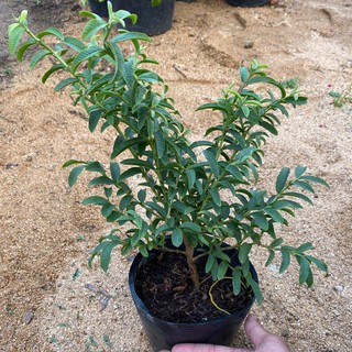 giống cây ổi tàu (ổi ruột vàng là kim), nhiều công dụng, dược liệu cực quý