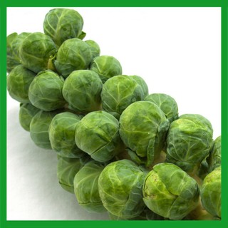 Hạt giống Cải Bắp Xanh