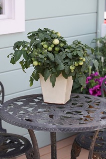 Hạt Giống Cà Chua Kiểng Lùn (Red Mini Dwaft Tomato)