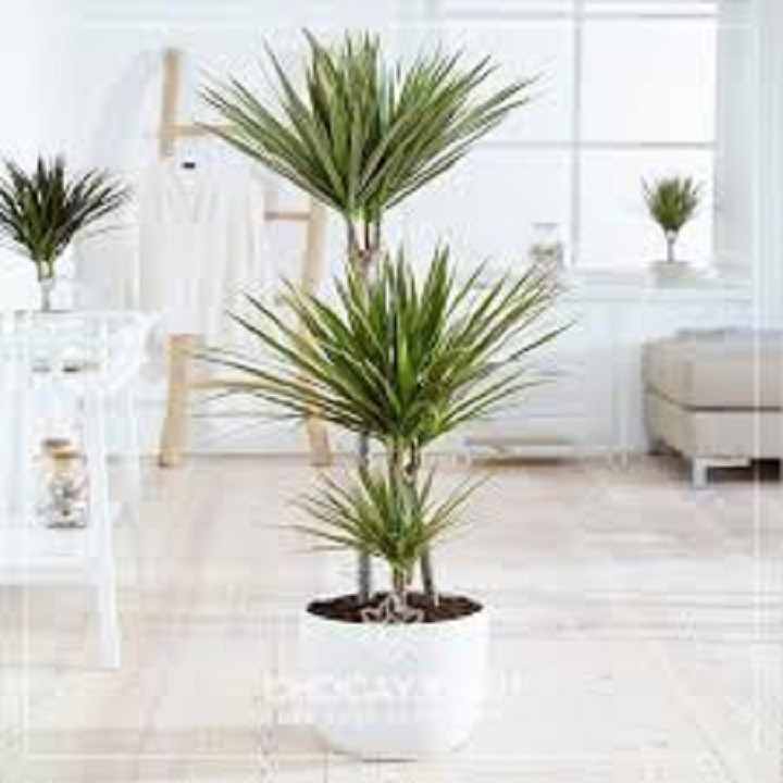 CÂY PHÁT TÀI NÚI - CÂY PHONG THỦY MANG LẠI THỊNH VƯỢNG, TÀI LỘC, CÔNG DANH , KHÔNG GIAN ĐẸP CHO GIA CHỦ
