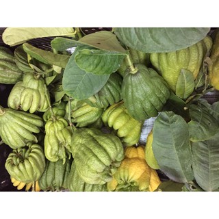 Quả Phật Thủ loại nhỏ - 4đến 5 lạng