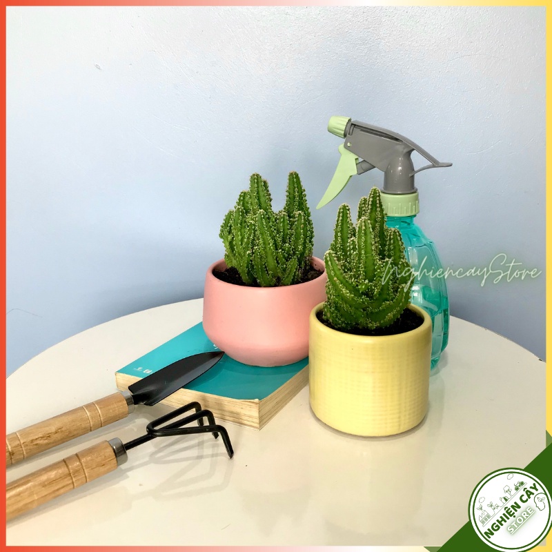 Cây xương rồng Thanh Sơn để bàn, làm quà tặng ý nghĩa