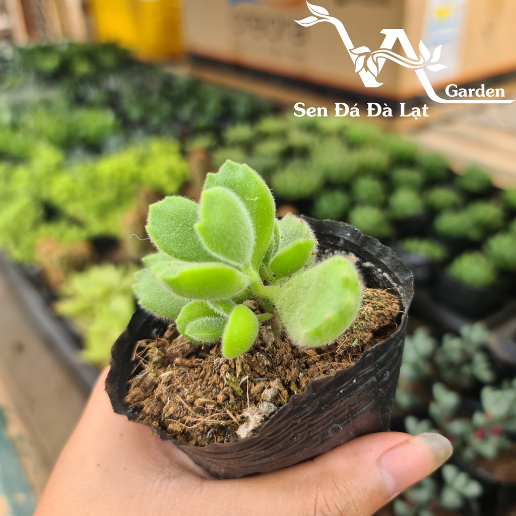 Sen Đá TAY GẤU size bầu 5-8cm VA Garden - lỗi 1 đổi 1