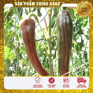 Hạt giống ớt sừng ngọt - 30 hạt