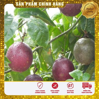 Bộ gói Hạt Giống Chanh Leo