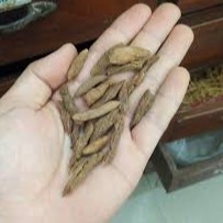 Mạch môn nam sấy khô nguyên chất 100 gram.