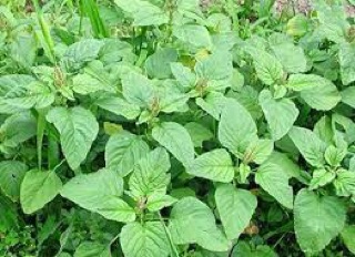 Hạt giống rau dền cơm- gói 10gr