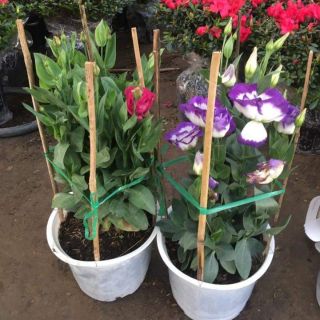 Chậu 3 cây Hoa cát tường