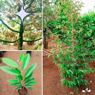 Cây giống Sầu Riêng Ri6 ( Giống chuẩn ghép đầu dòng F1 ). [ Rẻ hơn hoàn tiền ].