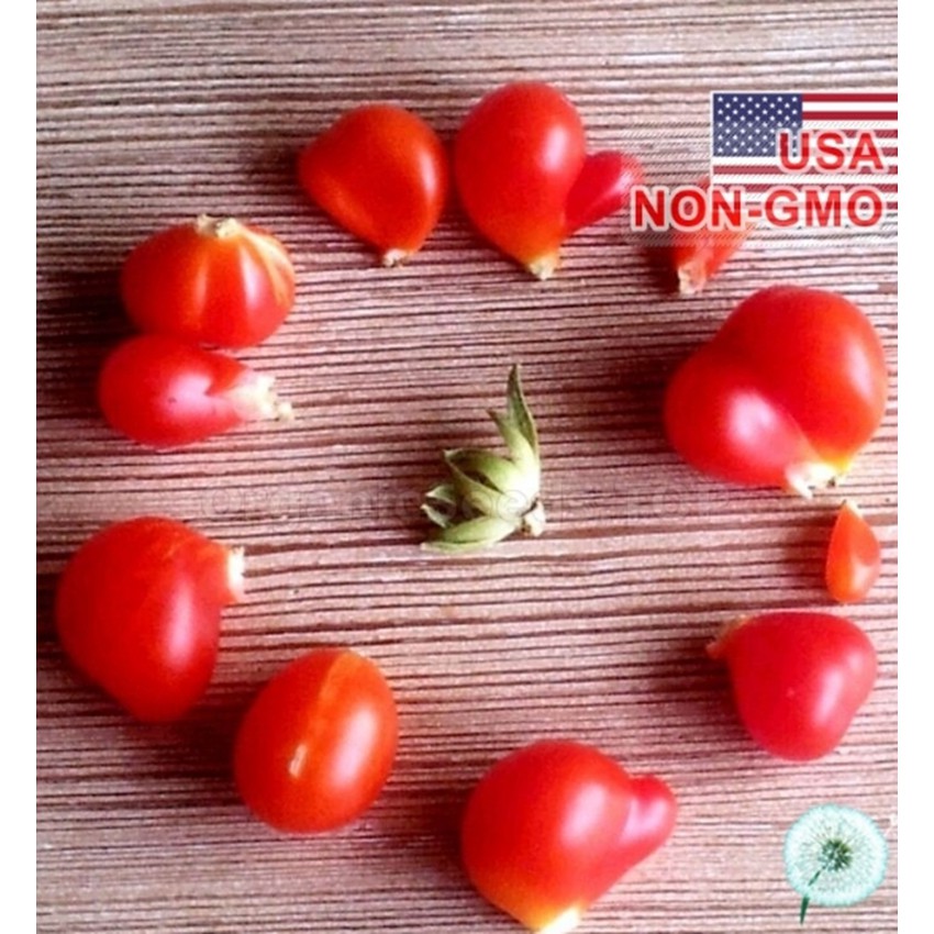 Hạt Giống Cà Chua Khổng Lồ