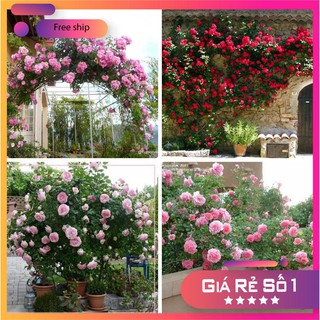 HẠT GIỐNG HOA HỒNG LEO PHÁP NHIỀU MÀU ( gói 15-20 hạt) LUCKY.VN