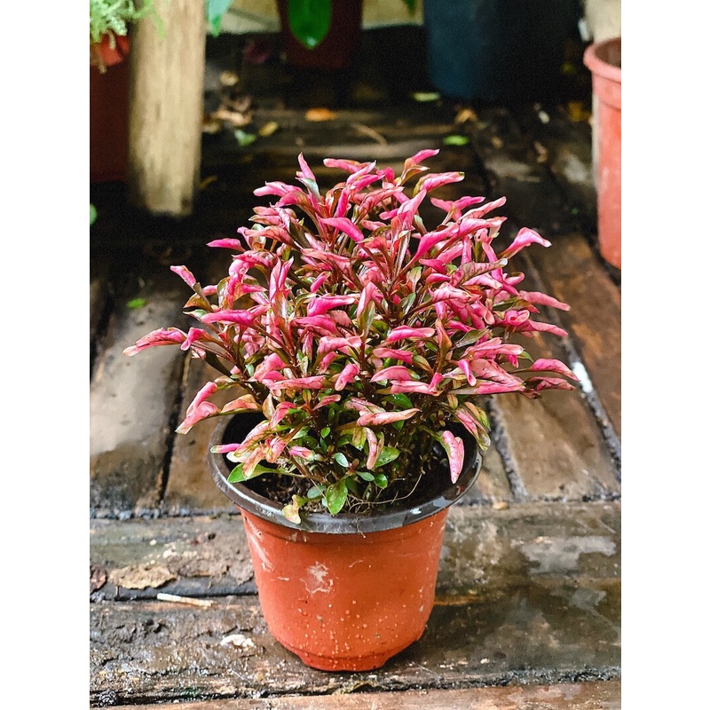 Cây Photinia Little Fenna (Hồng Diệp Thanh) chậu nhựa