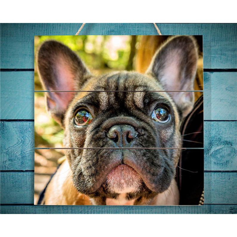 Quà kỷ niệm || Tranh gỗ kỷ niệm ảnh thú cưng, kích thước 30x40 cm hoặc 20x 30 cm