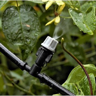 30m ống tưới 6mm