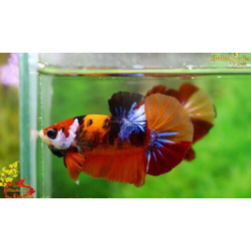 Cá betta KOI GLX Siêu Đẹp size vừa-1Con trống tặng thức ăn
