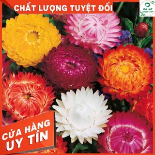 🏵️100H_HẠT GIỐNG HOA BẤT TỬ (NẢY MẦM SIÊU CHUẨN)🏵️