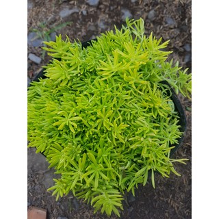 Cây Mười Giờ Úc Trồng Thảm Cỏ Tạo Nền - Cây Cảnh Dễ Trồng, Dễ Chăm Sóc - Cây Tạo Nền
