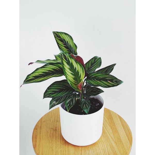 Calathea Beauty Star - Đuôi công sọc xanh tuyệt đẹp