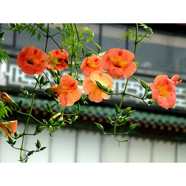10 Hạt Hoa đăng tiêu hoa đẹp dây leo mát mua hè
