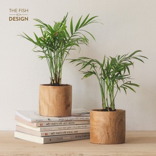 Chậu cây cau tiểu trâm | THE FISH SIZE S (trang trí trong nhà, phong thuỷ để bàn làm việc,...)
