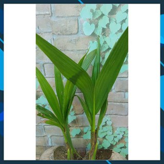 Cây giống - cây dừa xiêm dứa lùn giống bến tre siêu quả samson garden