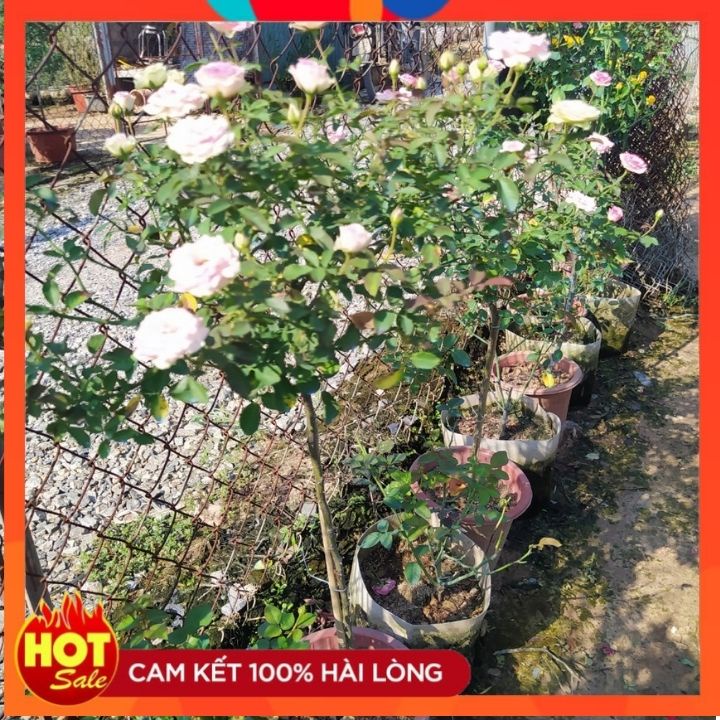 Tree thân gỗ  Mini Eden sai hoa[ ❤️HƯƠNG HOA QUẢ❤️] Cây là giống hoa hồng ngoại có khả năng kháng bệnh tốt, dễ chăm sóc.