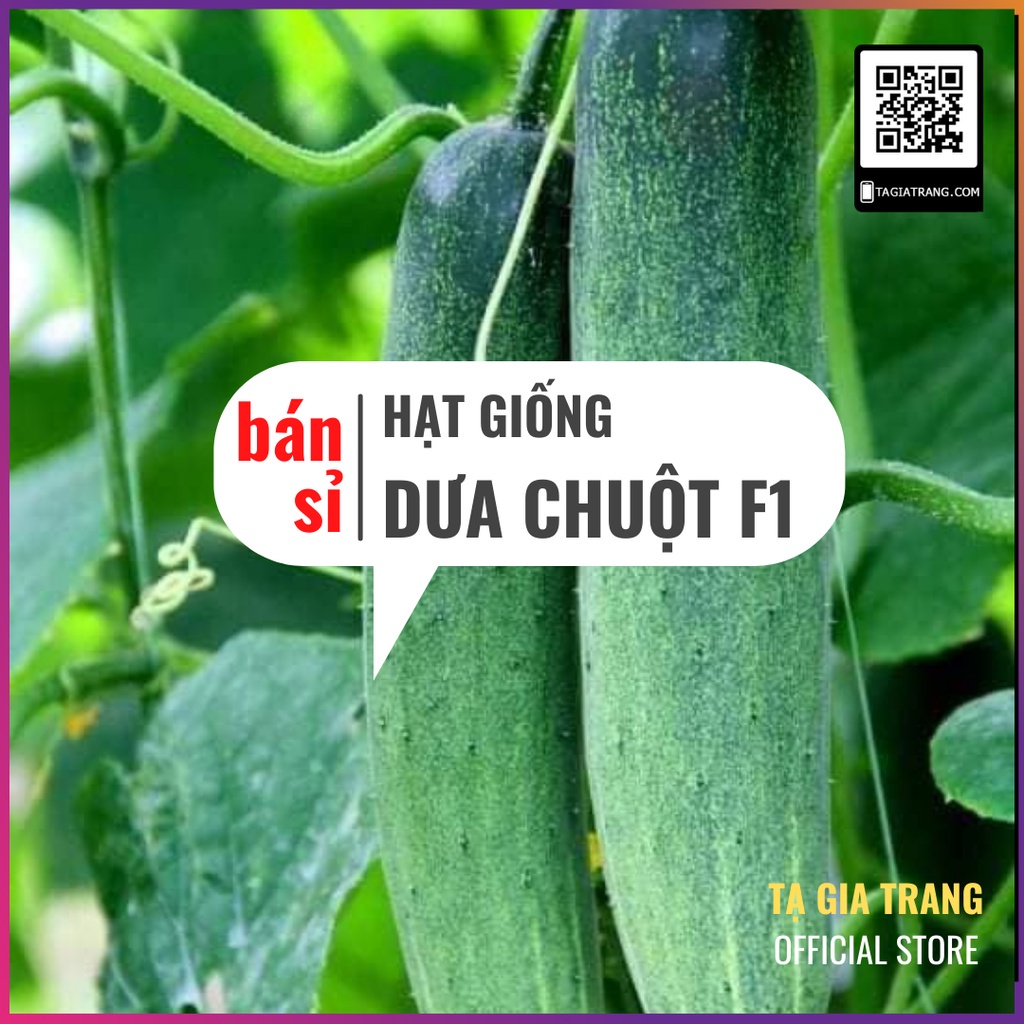 [Bán sỉ] - Hạt giống dưa chuột F1 (dưa leo) cao sản