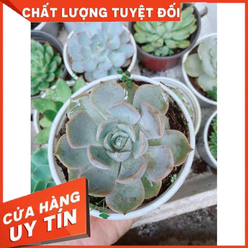 Sen đá tím cánh cứng Nhiều Người Mua