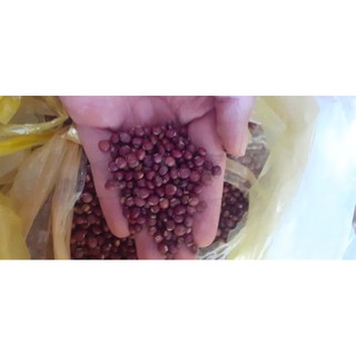 Hạt đậu săng (đậu chiều)