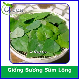 Hạt Giống Sương Sâm Lông Phát Triển Mạnh, Thu Lá Quanh Năm