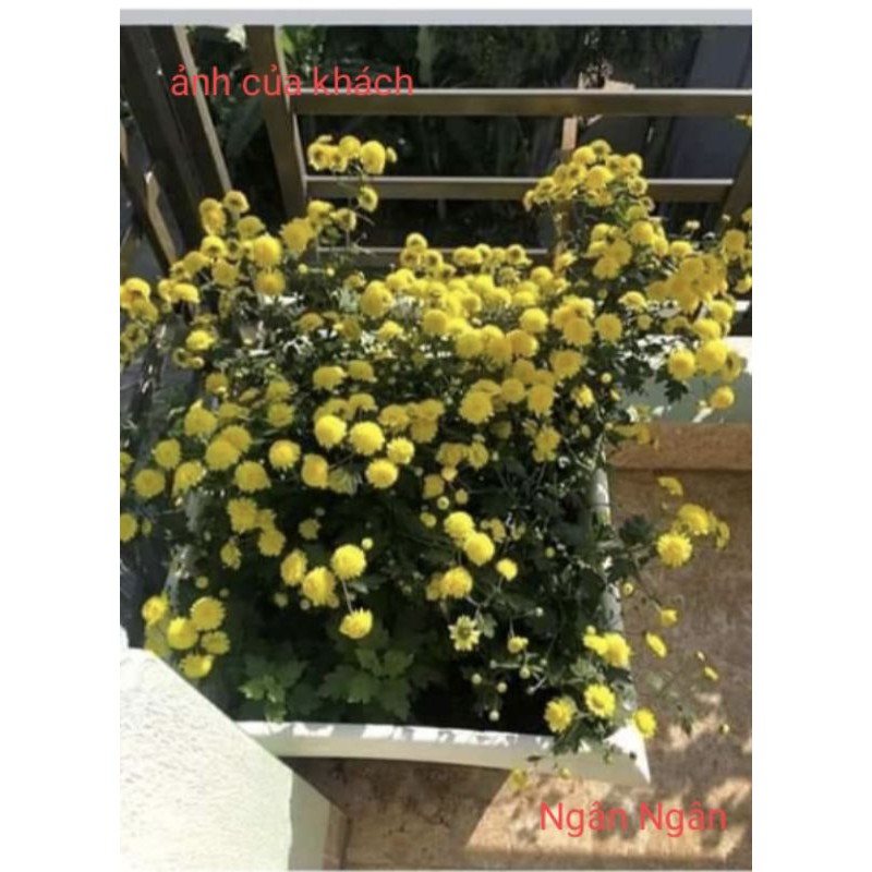 cúc chi vàng hoa nhỏ ( 8k 1 cây giống)