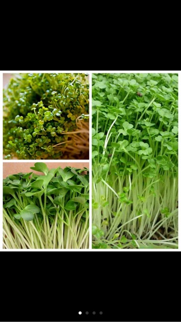 Hạt giống mầm cải xanh Đà Lạt- gói 50gram