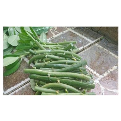 Cây giống/Hom giống thạch anh