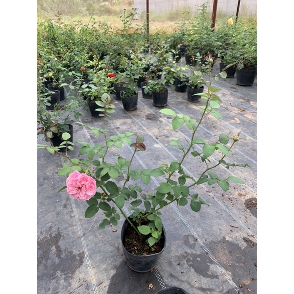 Cây hoa hồng ngoại Carey - cây nguyên chậu