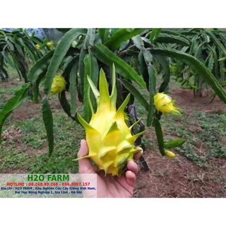 Cây Giống Thanh Long Vỏ Vàng - H2O FARM